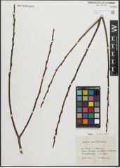 Foto von Salix pentandra L.